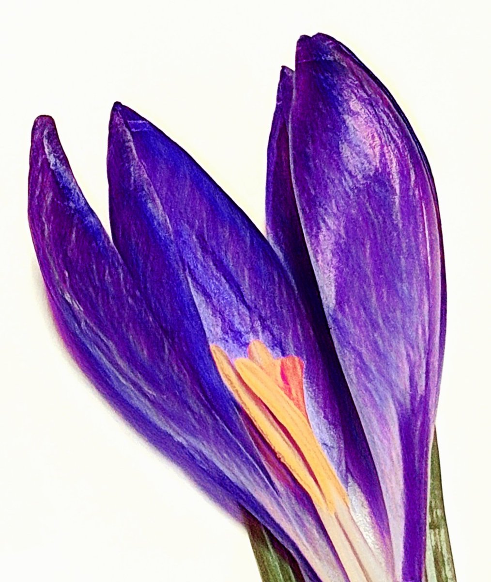 I found some beautiful crocus flowers!
Picking crocuses reminds me of Iduna 🥰
#crocus #purple #DisneyFrozen #Iduna💜❄🌿💐