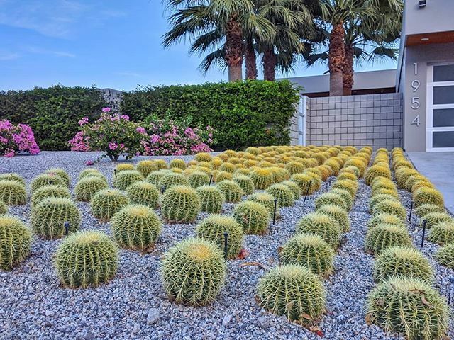 wander_threads's tweet photo. Cactus grid. https://t.co/ABgt1h7INt https://t.co/80hLddAFls