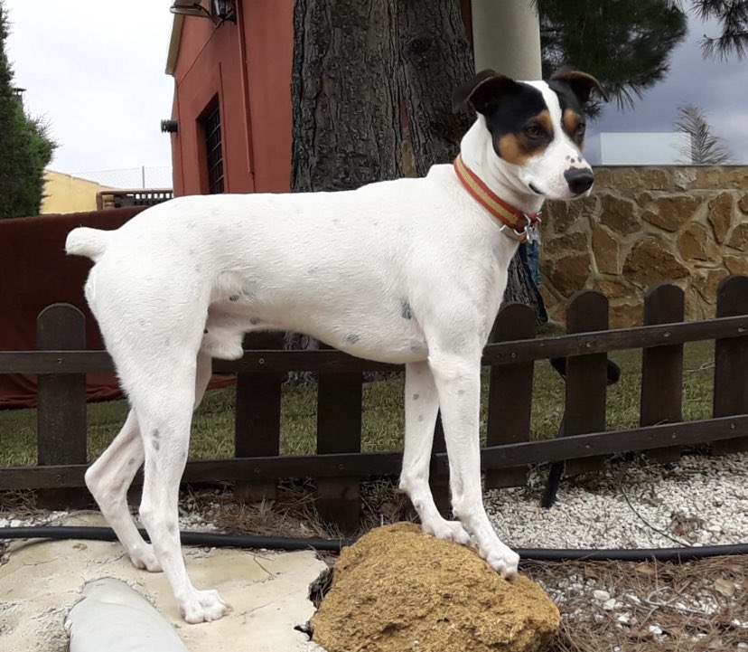 PAlburquerque's tweet photo. Perro perdido en la zona de Altorreal. Última vez visto en la gasolinera BP El Chorrico.
Responde al nombre de Cholo
RT por favor 🙏 https://t.co/7pRXfsbNN4