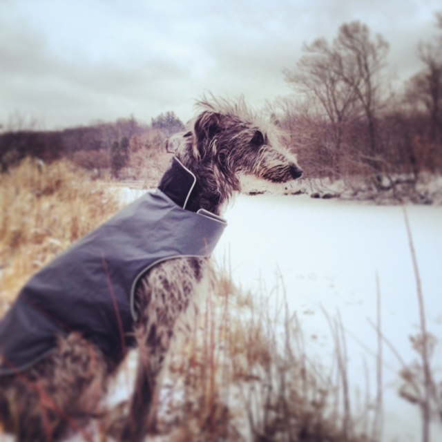 Tesla rocks the Mont Blanc Trench - waterproof, breathable European design for all sizes of dogs &amp; all breeds. Best of all the dog coats are all 100% #Canadian made - right here in our hometown of Vancouver teckelklub.com/the-winter-tre… use coupon code HEART until end of February #dogs