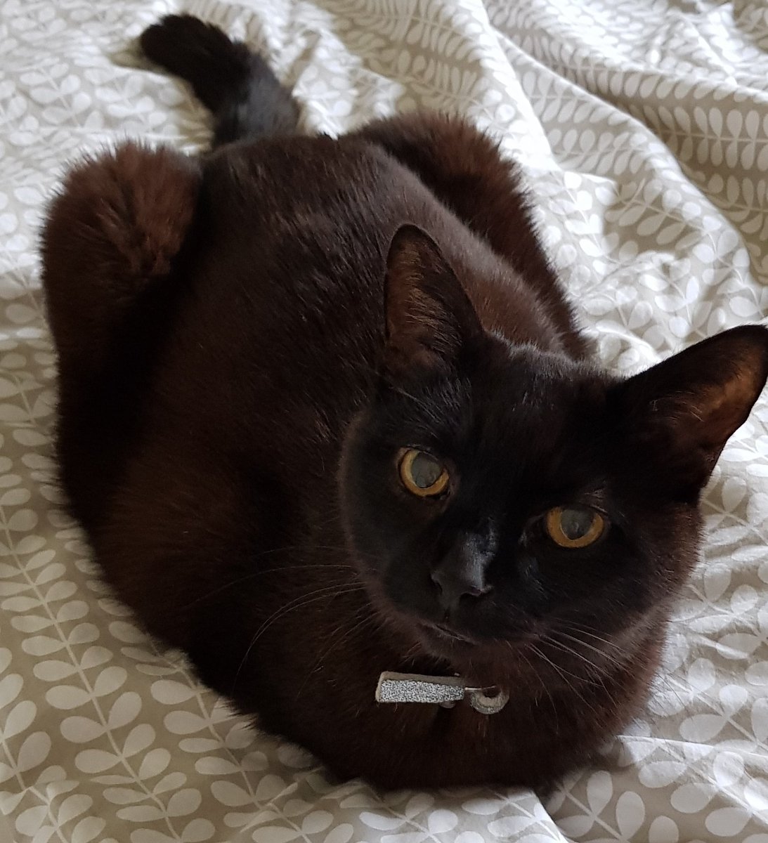 Cat__Wizard's tweet photo. @littleboydwight Hello handsome, I am Wizard.  🧡 https://t.co/eMTUwCGzna