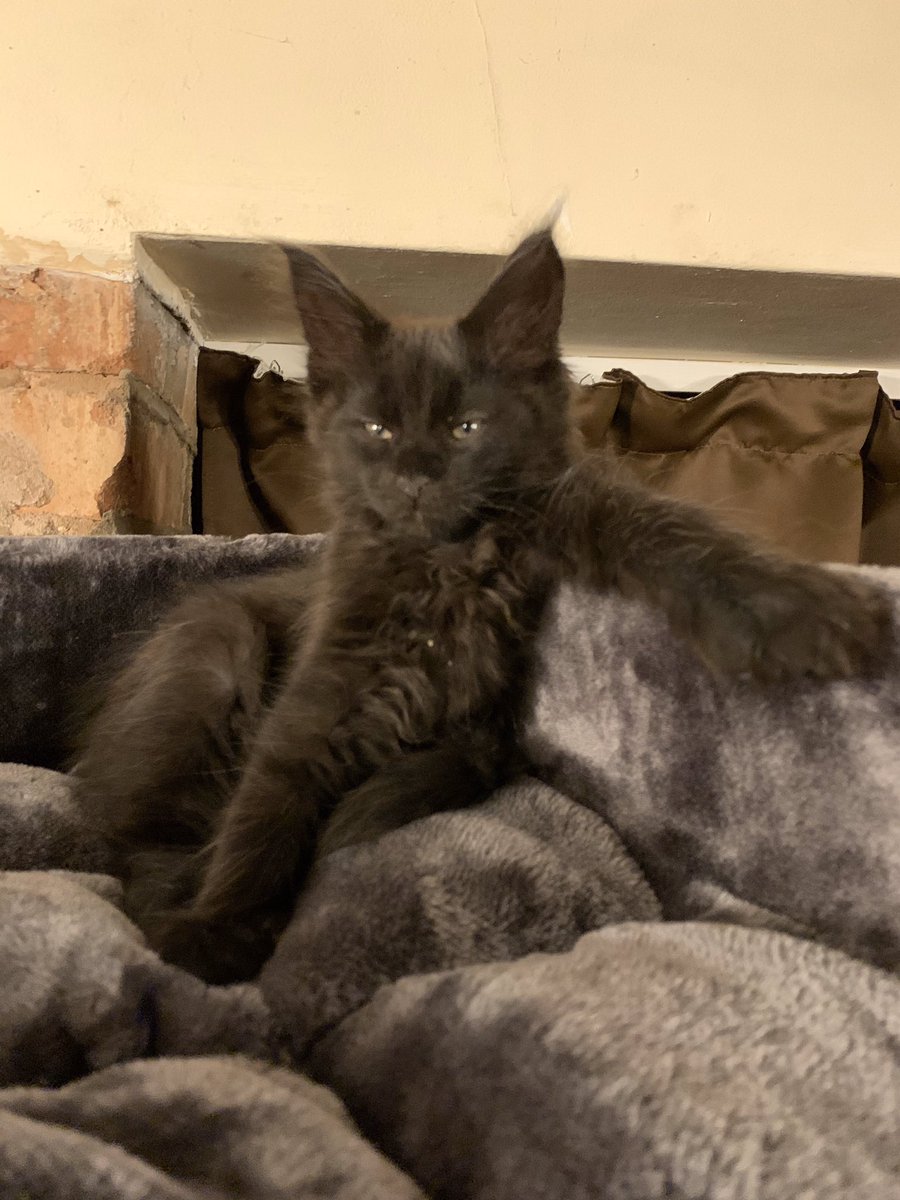 GrogTheCat's tweet photo. 🖤Loving my meeooowsive #cattree from @cattreeuk - I may be a #kitten but I can still reach the top!🖤 #mainecoon #blackcat #grogthecat #CatsOfTwitter #cats https://t.co/XN87gyHCD0