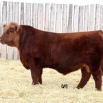 Photo by Allison Farms Angus (@AllisonRedAngus)