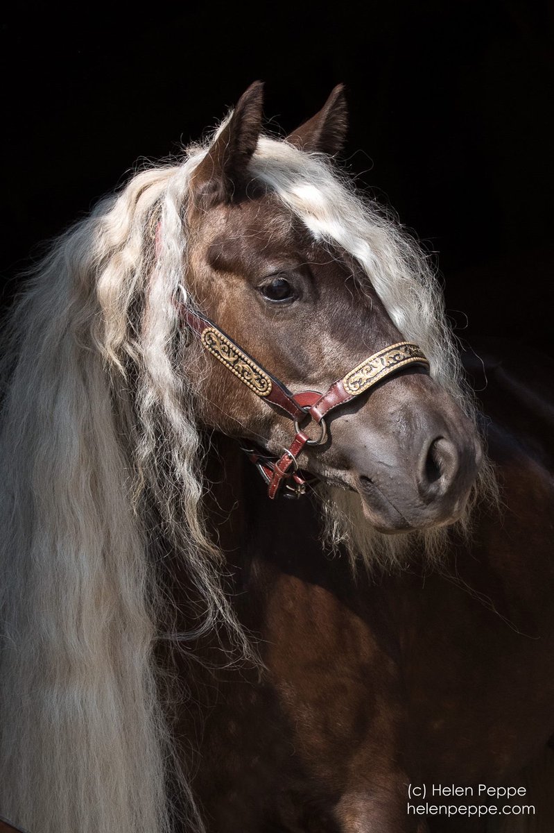 WorldofEquines's tweet photo. Beautiful 💜🐴#Horses 💜 https://t.co/VemQfISRVy
