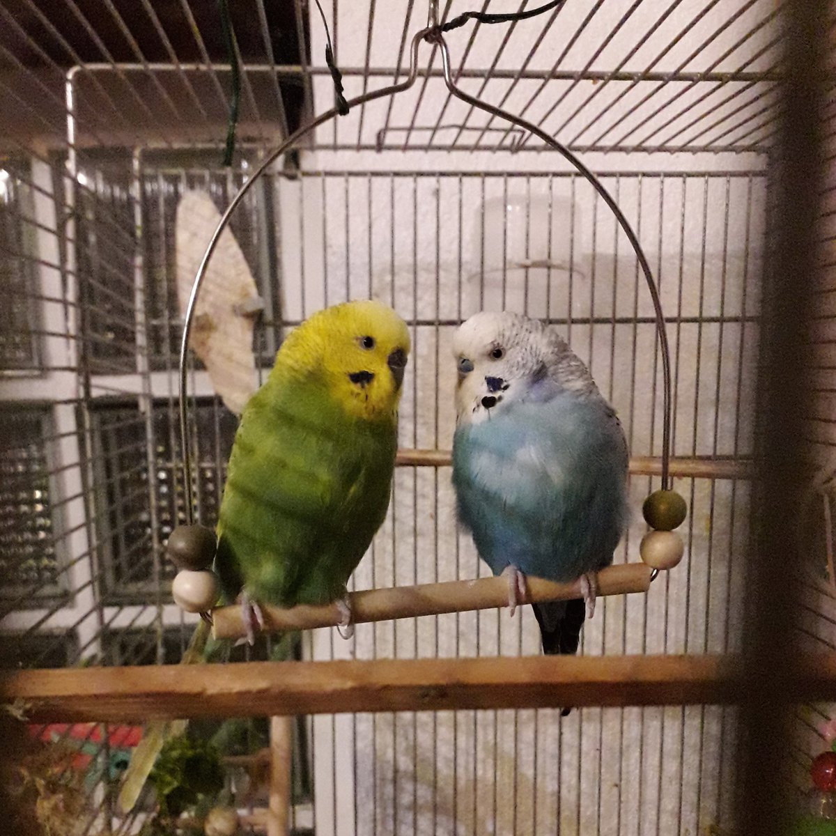 11. One of my cat bought a budgie home once. Alive. We kept it and bought another budgie so the first one wouldn't be lonely. That was more than a year ago and they still chirp happily together.