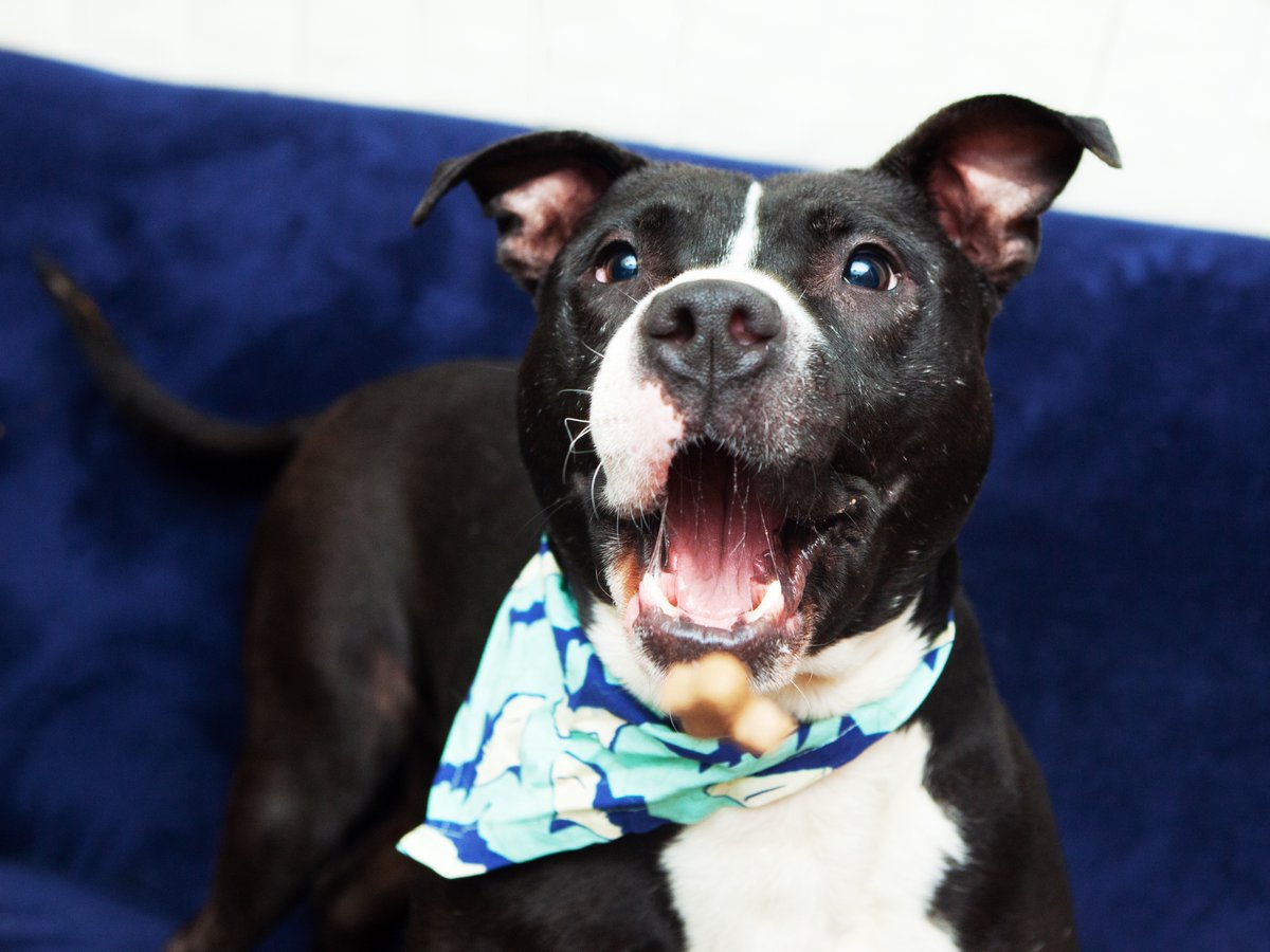 Friends of Lucas County Dogs tweet media