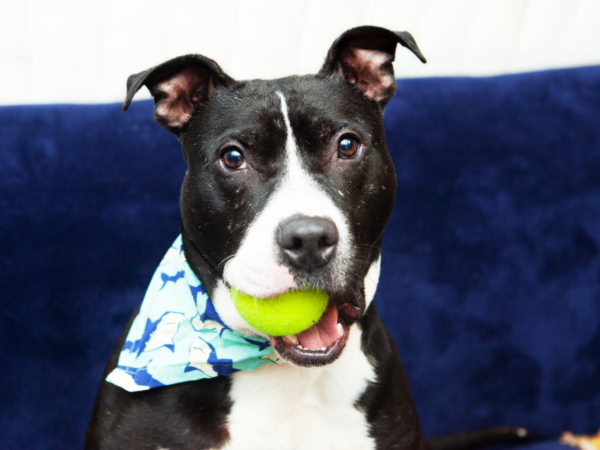 Friends of Lucas County Dogs tweet media