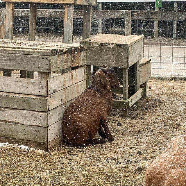 Just sitting, enjoying the snow ❄️ #boergoats  #critterbarn ift.tt/2TnJHyB