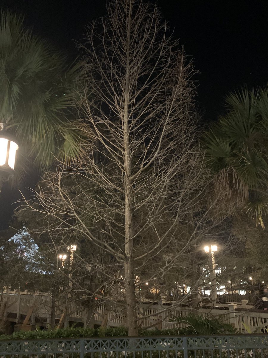 AlexiThorpe's tweet photo. Trees can be found all over and of all different kinds. However, if they are all cut down then there will be no available resources for the next generations which is why cutting down only a few at once is better @franklinlorax #apesland https://t.co/WNyDR06Bt1