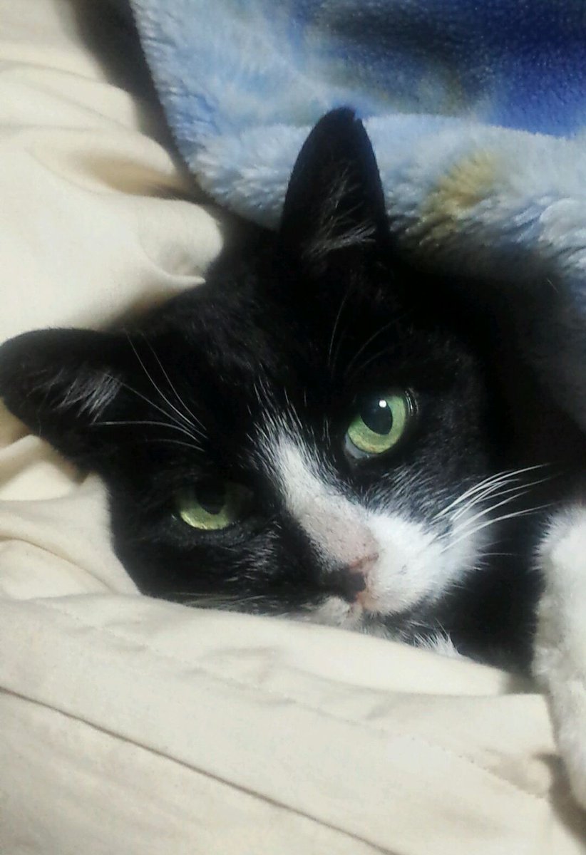 ブルーベリー フラペチーノ