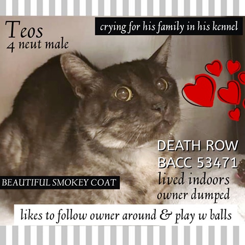 WildeOscarCat tweet picture
