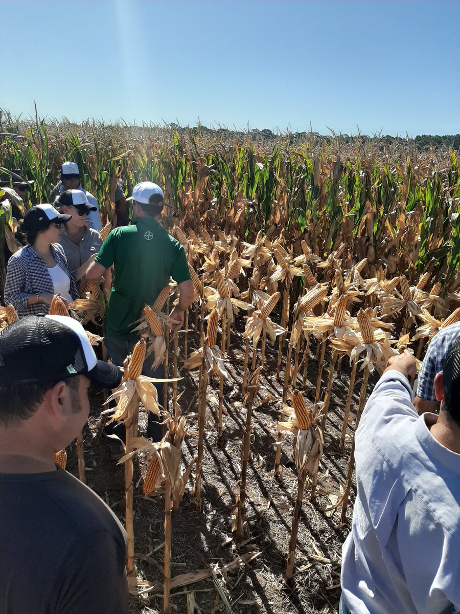 luchysoco's tweet photo. Tremenda jornada compartida con colegas y amigos en Bengolea, Córdoba.
Excelente @GonzaloBlan @NPeralta21 @TinchoNavarro 👏👏
Integrando conocimientos @FieldViewArg @PPlantingARG #PuntoFieldview https://t.co/F8CiagXa6V