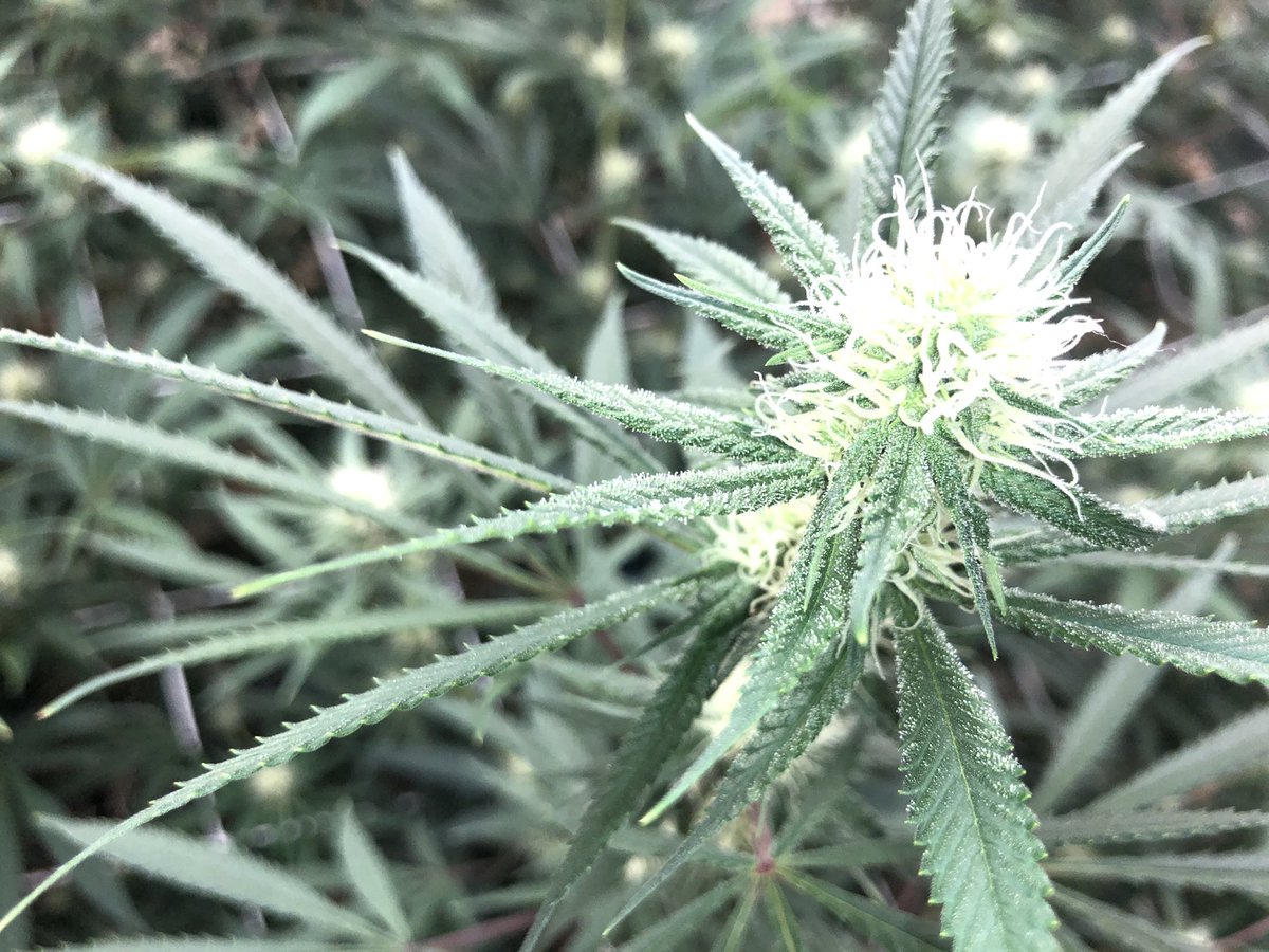 I think I have some happy plants #CannabisCommunity #okiegrown #cannabis #okie420 #powerplant