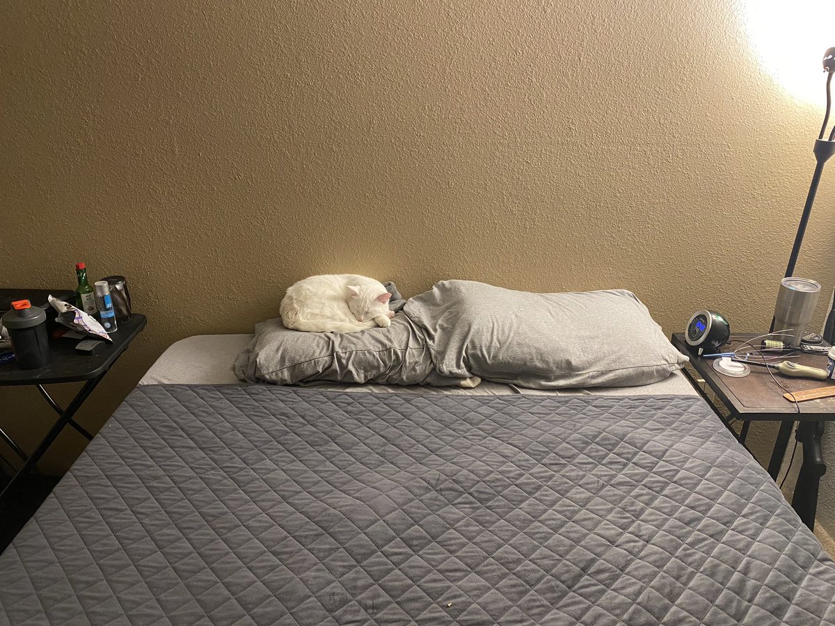 CRankinit69's tweet photo. I am single simply because I only have two pillows. One for me. One for cat. No more, no less. https://t.co/rwdeiSoPLs