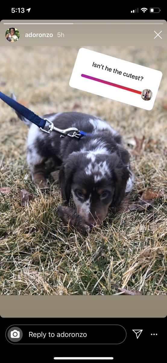 seanmac120's tweet photo. @thatangcrayyy For everyone who hasn’t seen we got the pup 😍😍 https://t.co/SsfatXFkb3