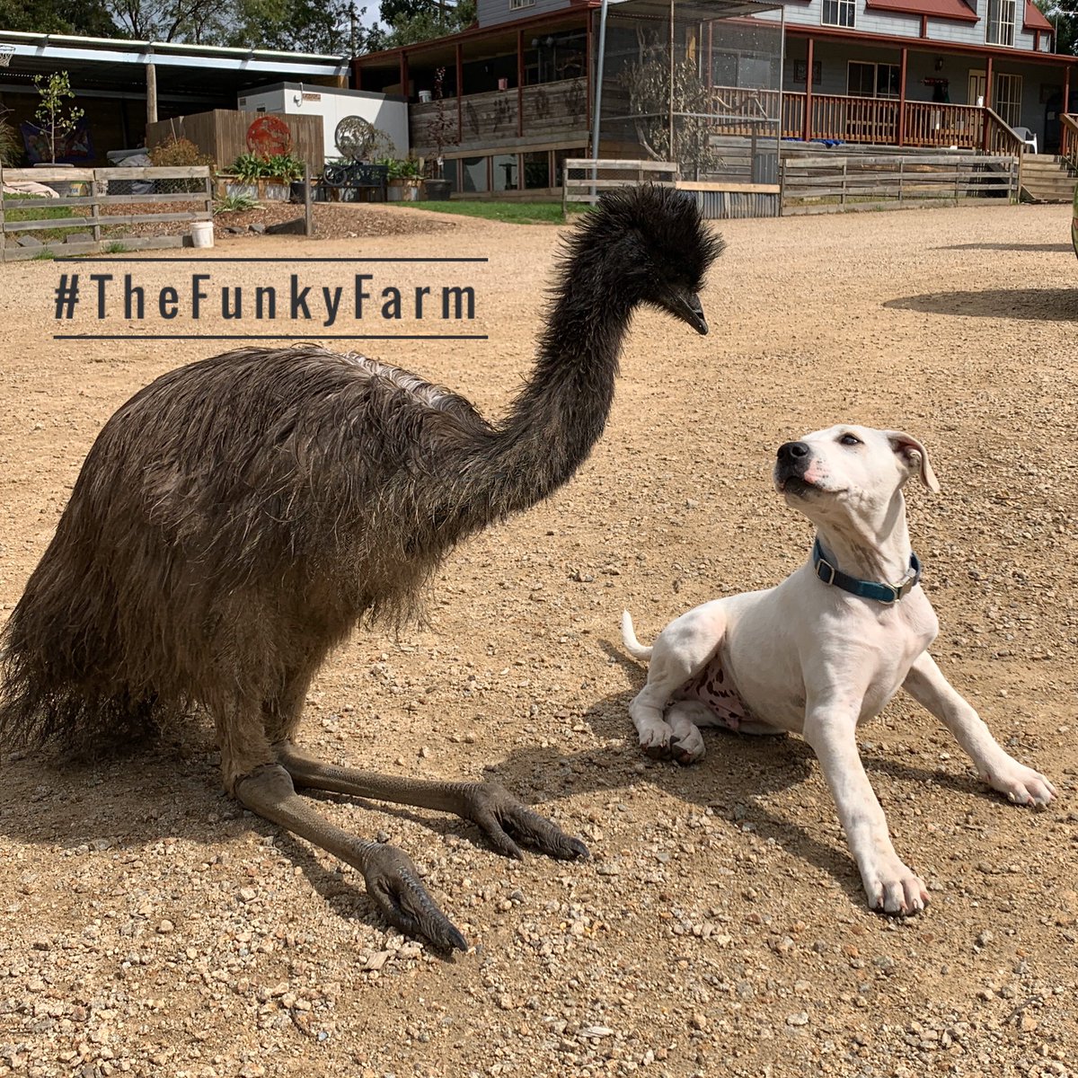 TheFunkyFarm's tweet photo. Pic of the day 📸 
My two boys 🐶 
.
.
.
.
#tyrone #emu #chopper #bullarab #bestmates #everyonegetsalong #thefunkyfarm #picoftheday📷 #photographyiphone #wherewouldyouratherbe #bookyourday #bestanimalencounters #awesomeenvironment https://t.co/NX6VvPswuW