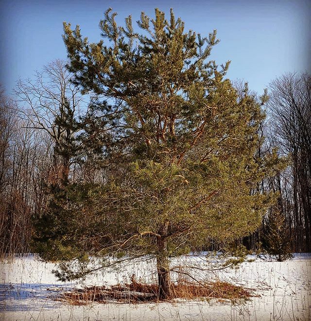 it was cold, windy &amp; snowy today! hopefully March brings us more 'spring-like' weather because we're itching with cabin fever (the want/need 'to get outdoors' feeling is growing)
.
.
#ffarmerffrench 
#cookstowngreens ✌💚❄ ift.tt/2vesAHP