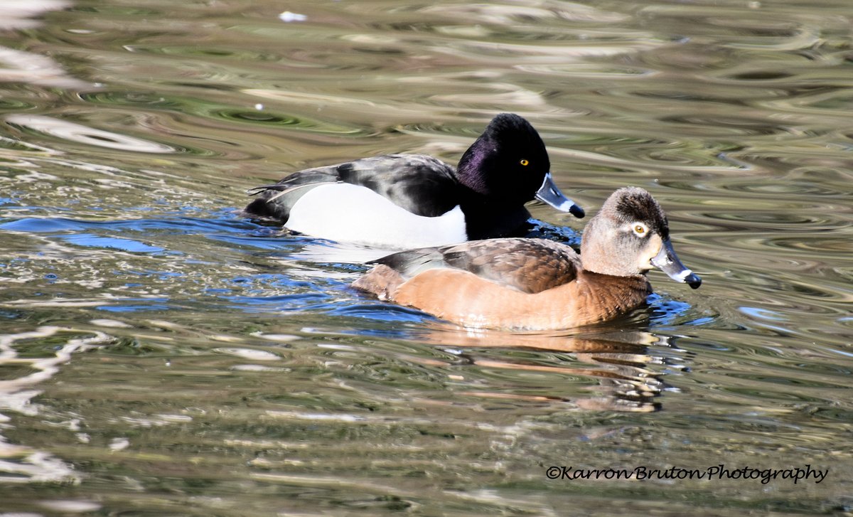 The greatest degree of inner tranquility comes from the development of love and compassion. The more we care for the happiness of others, the greater is our own sense of well-being.  HH Dalai Lama