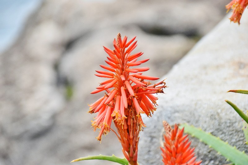 花と緑のtdr Bot オンタイム Tds 5番ドックではキダチアロエが咲いています 数年前に大幅に剪定されましたがすぐにここまで復活 寒さにも乾燥にも直射日光にも強い 生命力の強い植物なんです 舞浜植物図鑑 T Co Lxszqxnue6 T