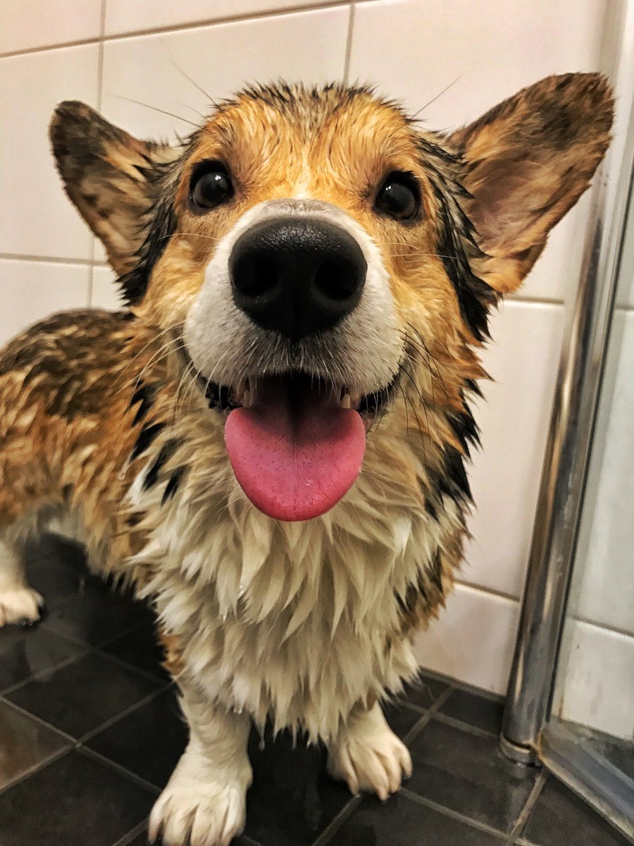 This is Batman. He wasn’t happy about shower time, but then you called him the best smelling squeaky clean good boy in all the land. 13/10