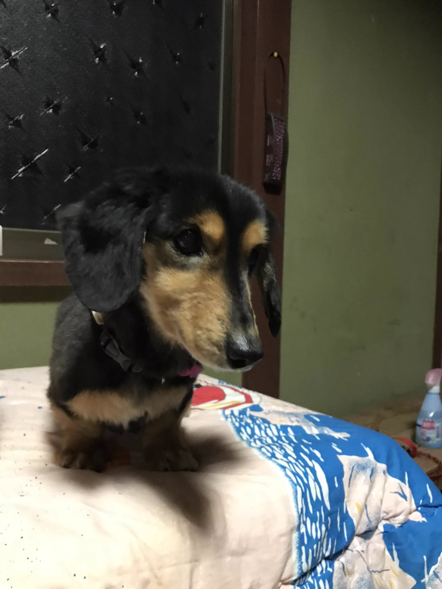 @mangomayuzo つからったんじゃな･･･👵 