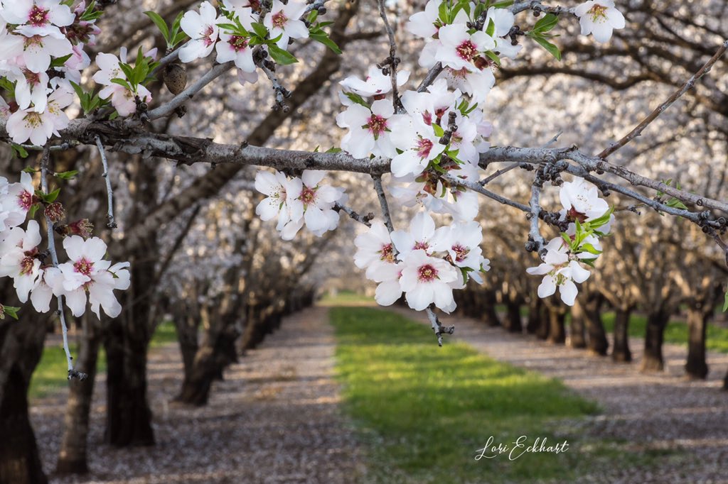 LoriEckhart1's tweet photo. @kcraFinan Blossoms are out EVERYWHERE! These are around Chico. #almondblossoms #northerncalifornia #spring #markfinan #kcra https://t.co/wuZ2iV6VuX
