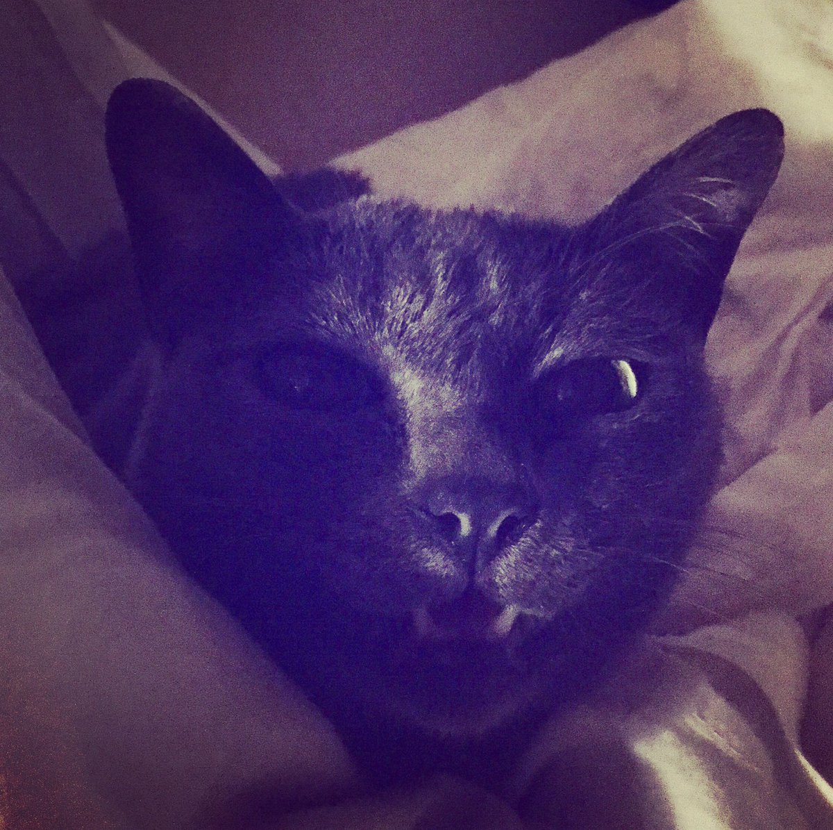 Ohleocairam's tweet image. #howhow 🐱🛏💤