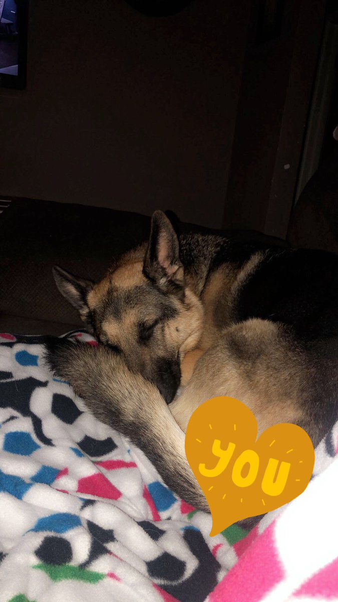 ssulzman21's tweet photo. I need my sheppy cuddles rn https://t.co/YJIfk8jORt