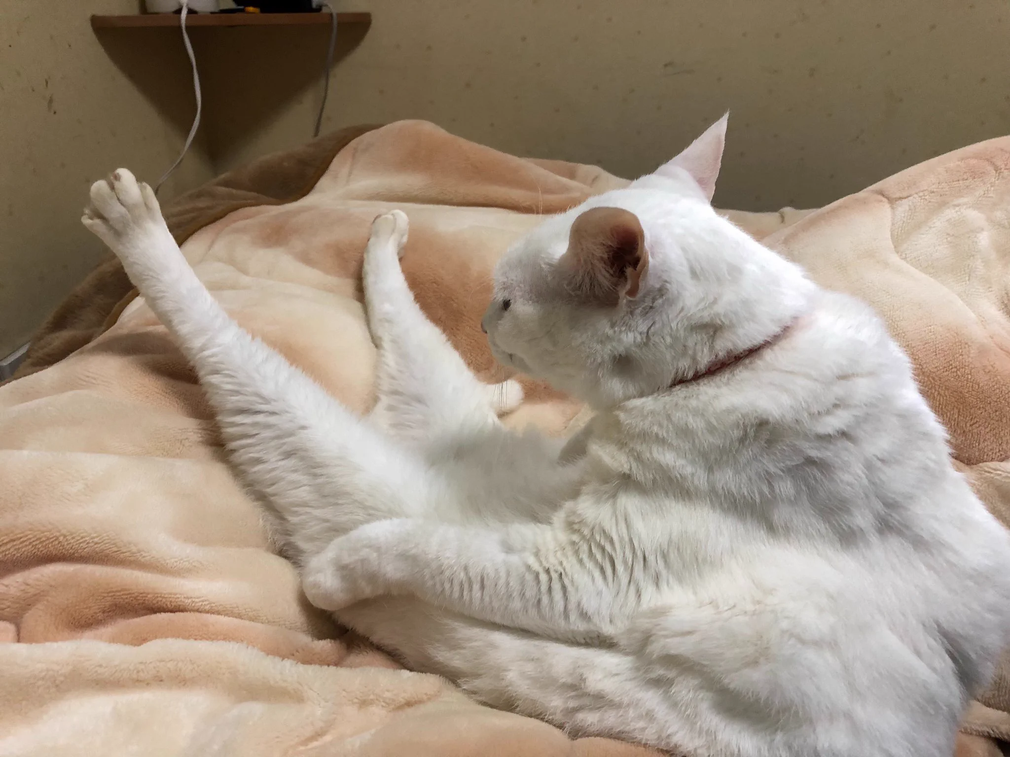 @kazzwatabe うちの猫どうですかね 