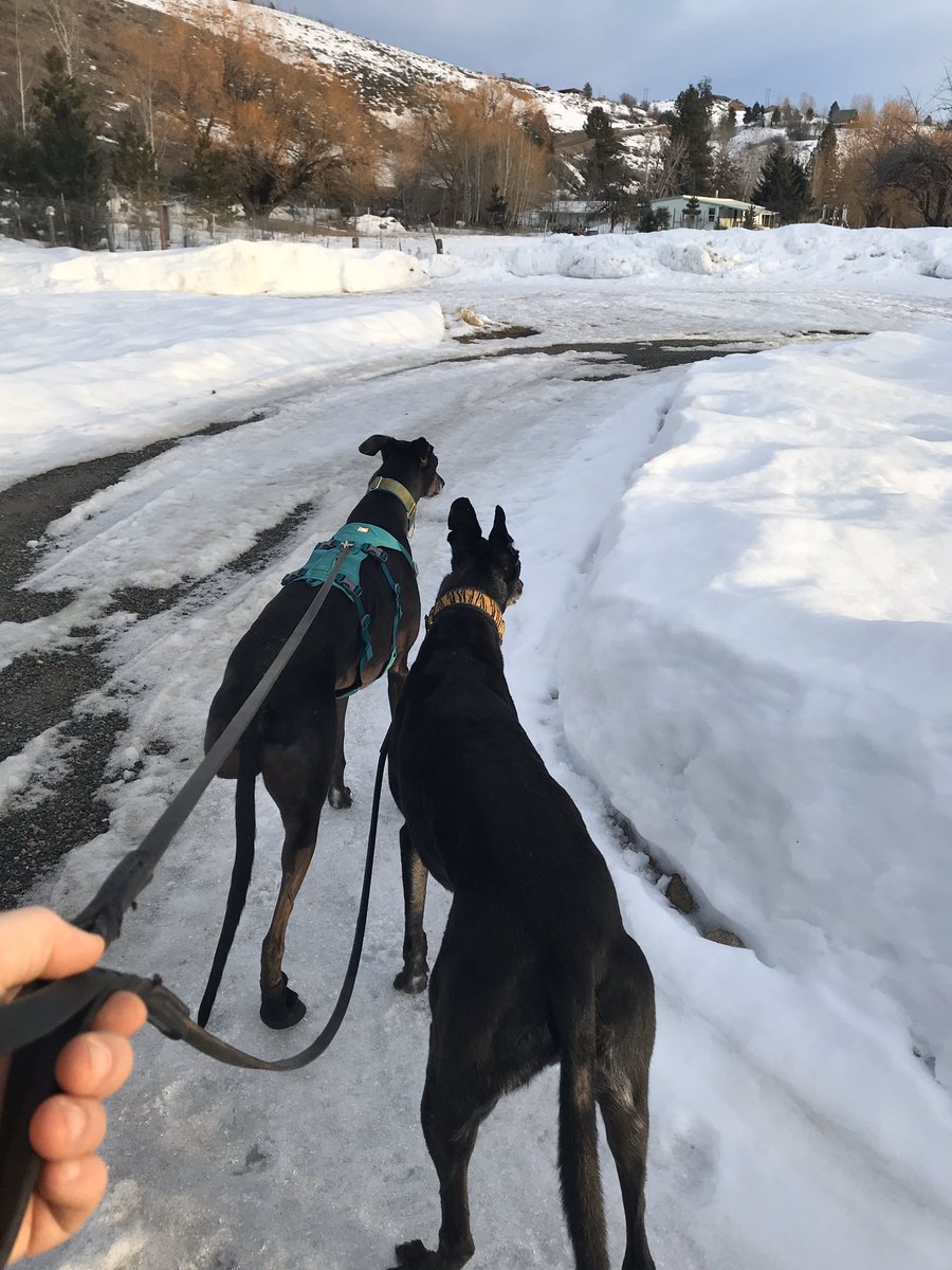 🎶Little darlin’ I feel that ice is slowly melting...🎶 Campy and Tiger are nakey! First walk since early November without their coats. Happy pups! #greyhoundsofinstagram #greyhounds #blackgreyhoundsofinstagram #tripawdsofinstagram #methowdogs