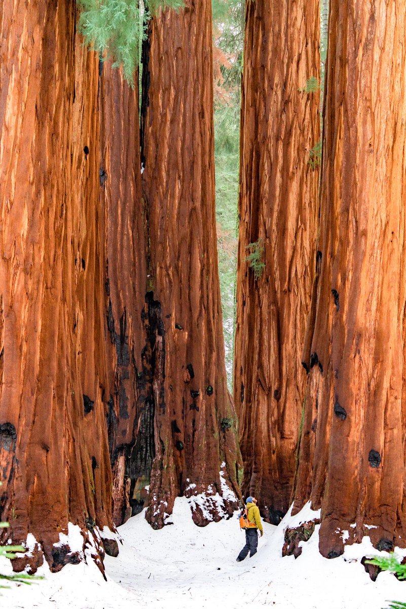Interior's tweet photo. There’s nothing quite like spending a quiet winter day with the towering trees @SequoiaKingsNPS. Pic courtesy of Antonina Pattiz #California #FindYourPark https://t.co/KsdIUF3xRS