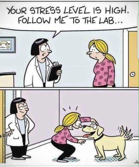 AndrewG55897678's tweet photo. I think this would be helpful for so many people. I’d love to hear your thoughts on Support Facility Dogs. I’ve been asked to be available to make a presentation to police leaders on this idea. Would it help you? #facilitydog #policefacilitydog #servicedog #servicedogsofig https://t.co/3yx5lEQbik