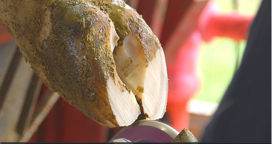 Herds with excellent hoof health have these 5 things in common:  bit.ly/2vlNpks. <a href="/PDmag/">Progressive Dairy</a>. Maintenance trimming is 3rd on the list. To watch our video on dairy cow hoof trimming, visit: bit.ly/3bhnRoU. #hoofhealth #dairyfarming