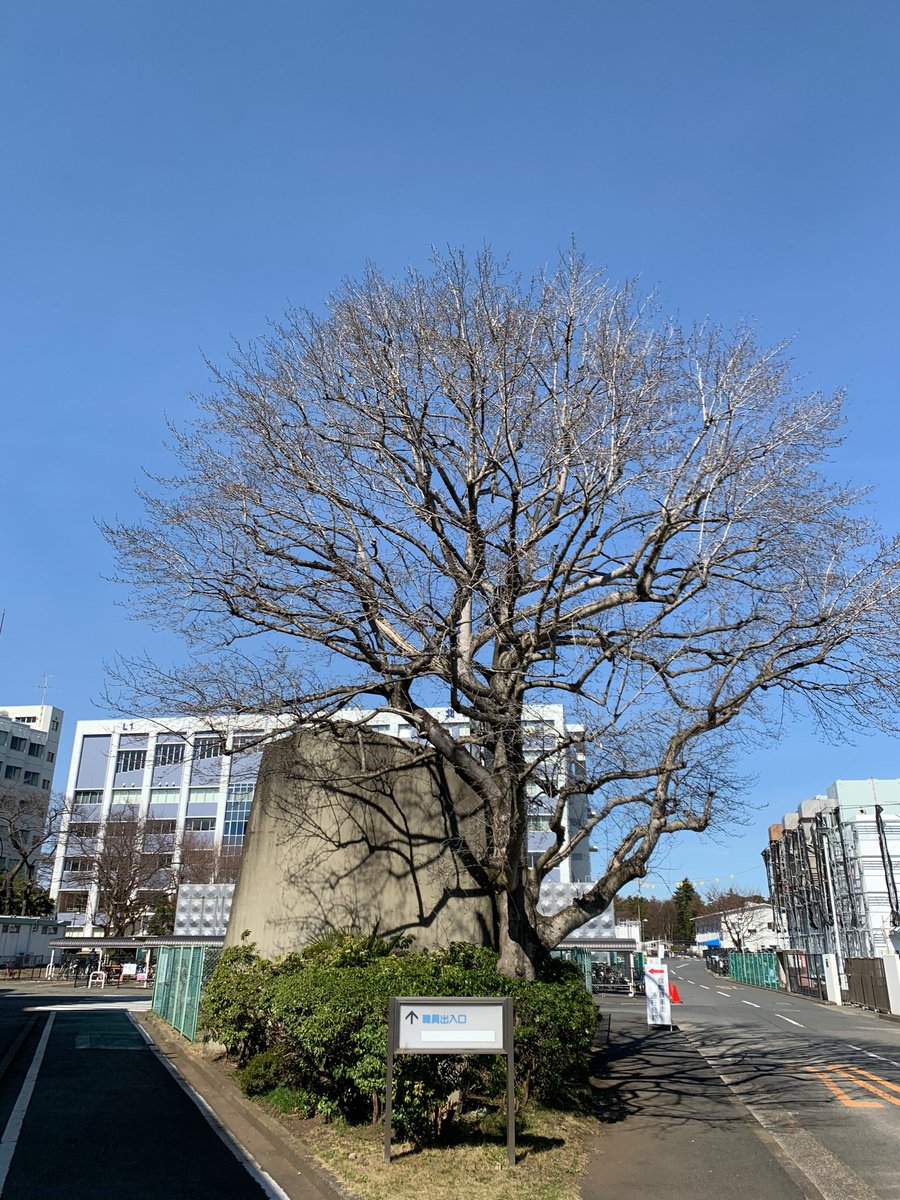 北里大学相模原キャンパス内の樹木定点撮影 年2月 Togetter 北里大学相模原キャンパス内の樹木定点撮影 年2月 Togetter