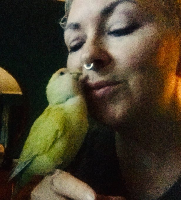 Bed time kisses &amp; grooming w/Chipi my pet Lovebird. She only let&rsquo;s me kiss her beak while she grooms