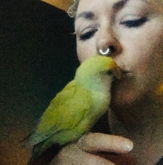 Bed time kisses &amp; grooming w/Chipi my pet Lovebird. She only let&rsquo;s me kiss her beak while she grooms