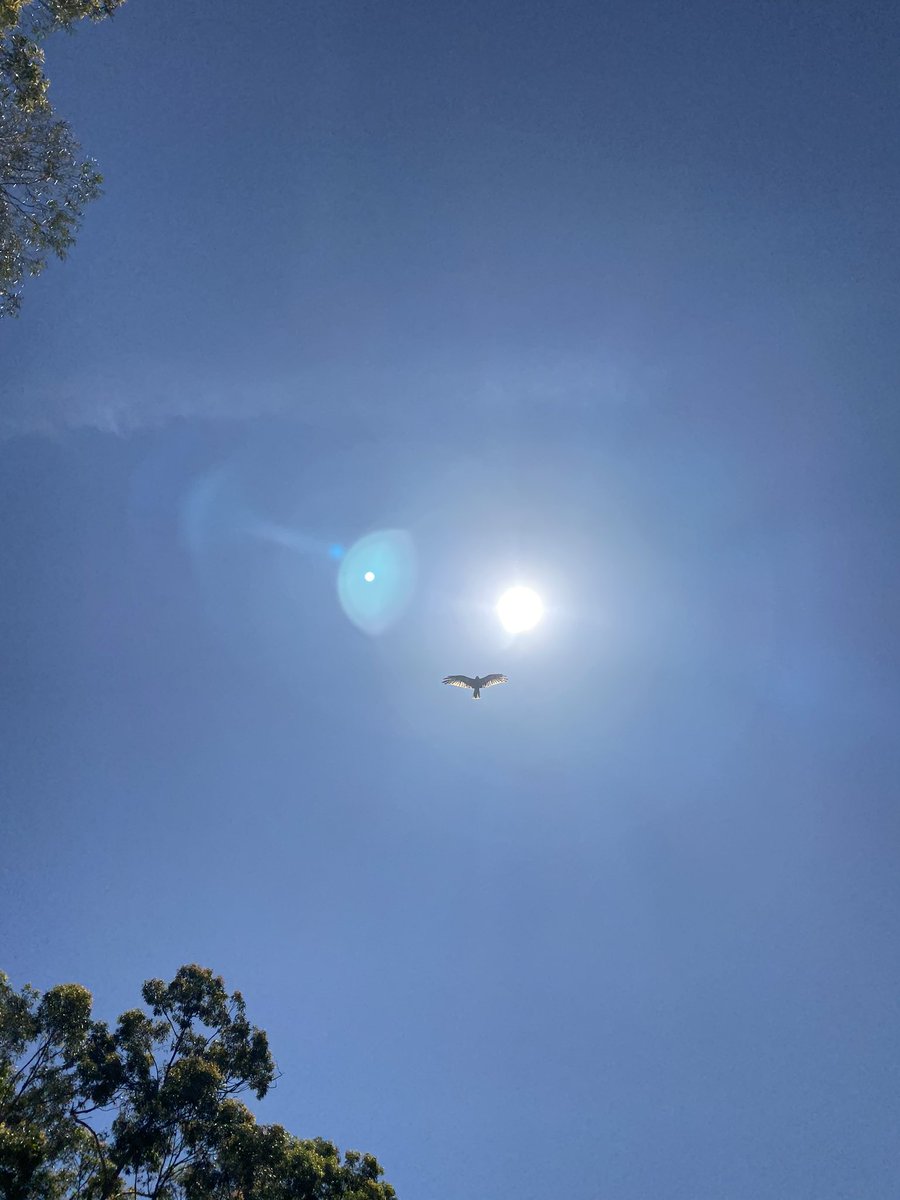 Before &amp; after shot at The Grange PS. I also had a visitor fly over today to check out my transformation/restoration.