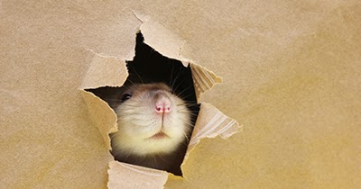 UstaadNow's tweet image. Must read tips on #Rodentcontrol! Don&apos;t miss. ow.ly/Wl7e50yy9Ue
#rodentcontrol #ratpestcontrol #ratremoval #rodentpestcontrol #ratexterminator #micecontrol #ratcontrolservices #mousepestcontrol #ratprevention #pestcontrolmice  #ustaadnow #ustaadnow pestcotrol