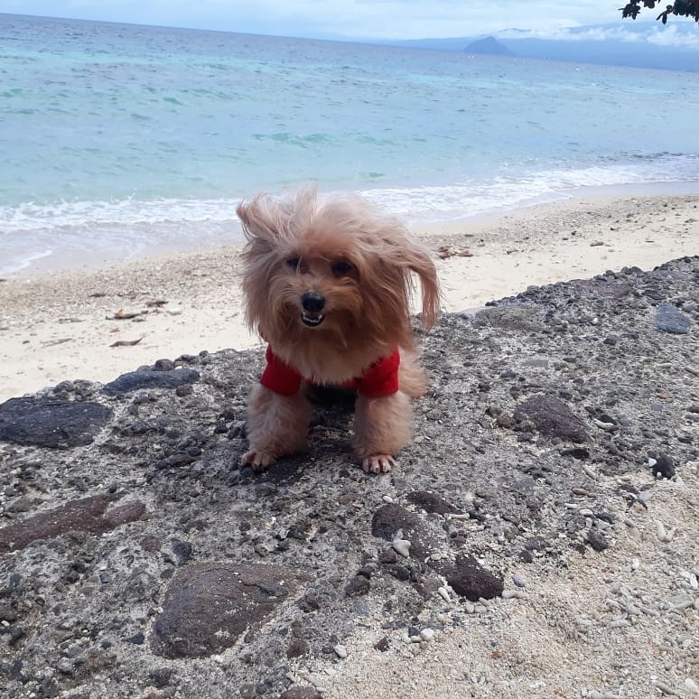 matieathication's tweet photo. My cute  Furbaby   Phio Fhiome  and Phriam🐾🐕❤🐩 https://t.co/43uDSzpRJL