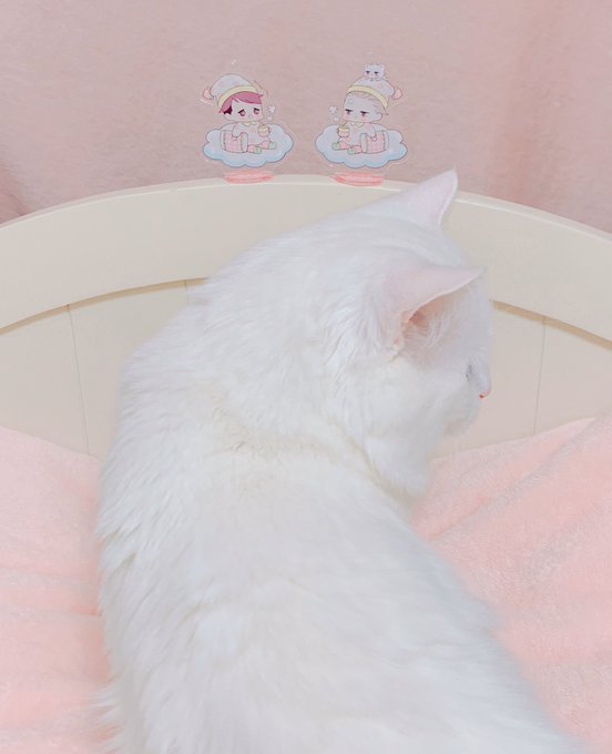 「白い猫」のTwitter画像/イラスト(古い順｜RT&Fav:50)｜5ページ目