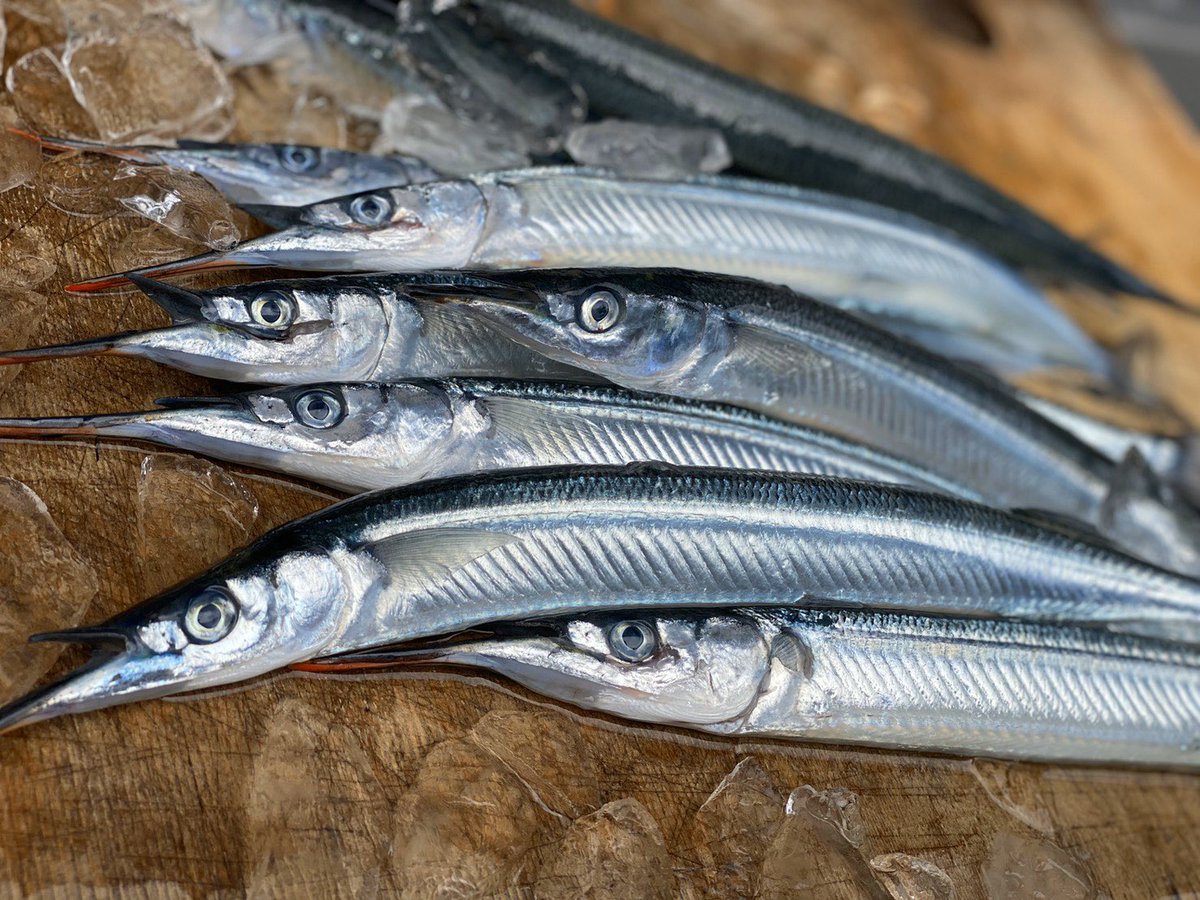 細魚 Twitter Search 細魚 Twitter Search
