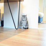 部屋の換気を嫌がる猫の表情が露骨すぎて面白い!