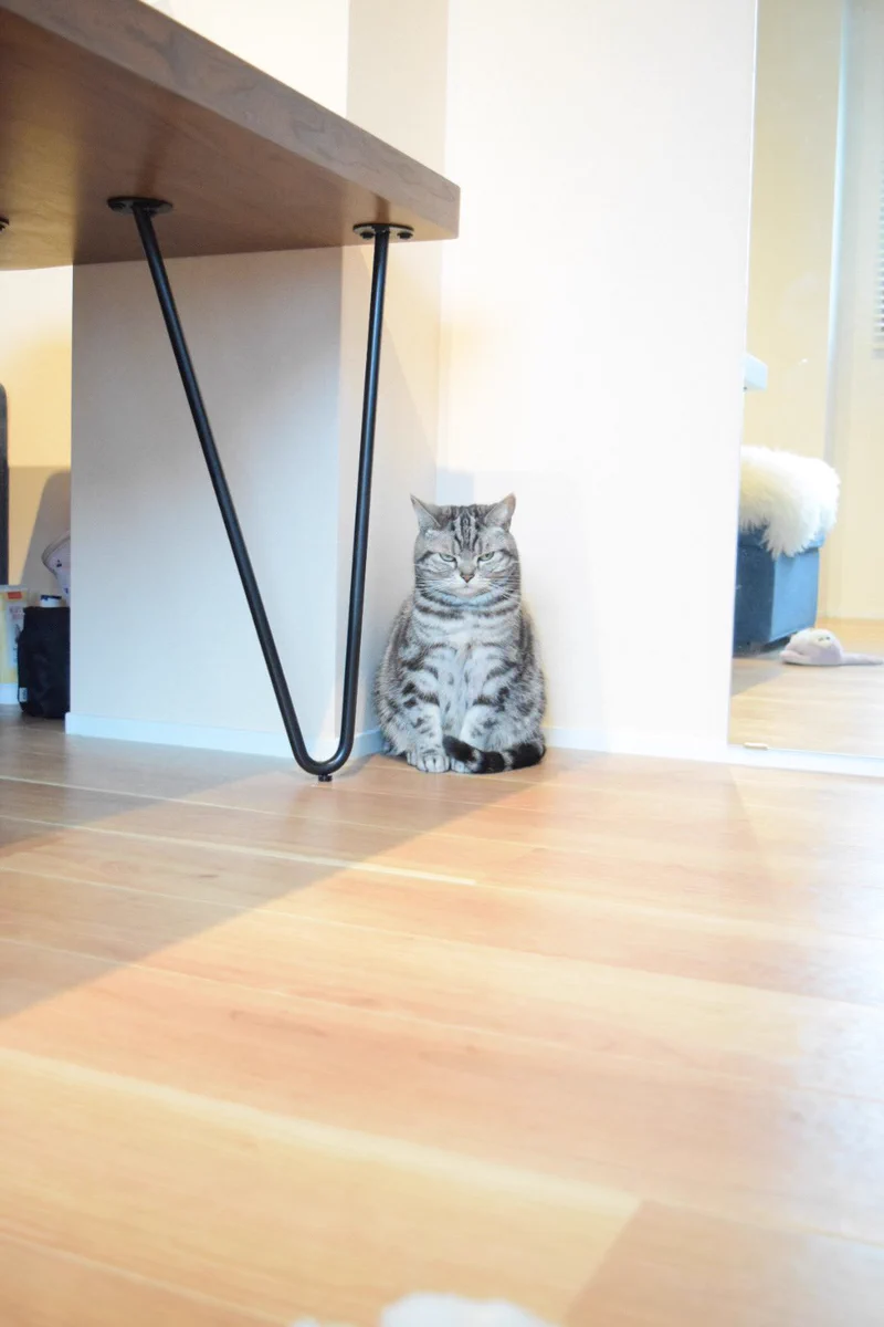 部屋の換気を嫌がる猫の表情が露骨すぎて面白いwww