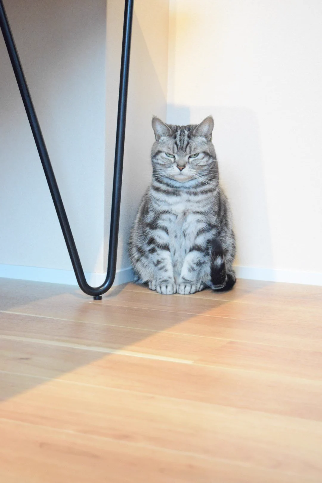 部屋の換気を嫌がる猫の表情が露骨すぎて面白いwww