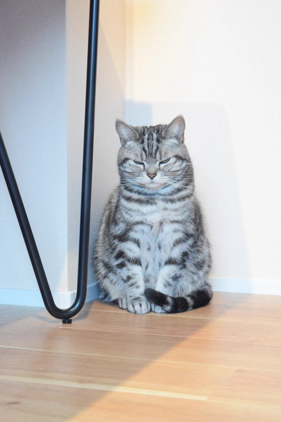 部屋の換気を嫌がる猫の表情が露骨すぎて面白いwww