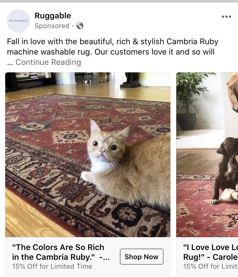 i clicked on this ad for rugs to find out more about this ugly cat