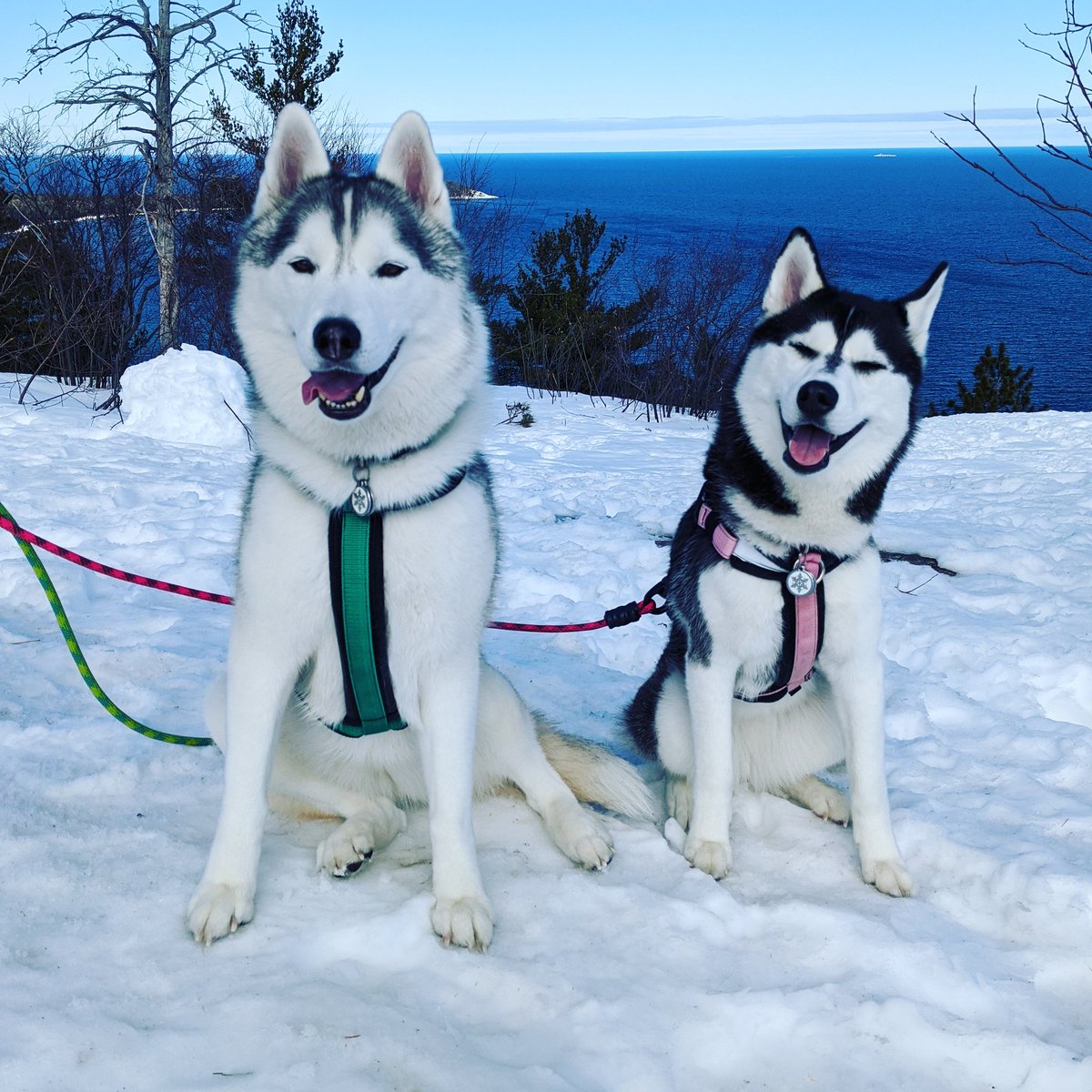 We climbed to the top of a mountain! In the snow!
.
.
.
#siberianhusky #husky #puremichigan #michigan #upnorth #upnorthmichigan  #marquettemichigan #snowdogs #gonetothesnowdogs #travelwithdogs #sugarloafmountain #sugarloaf #marquette