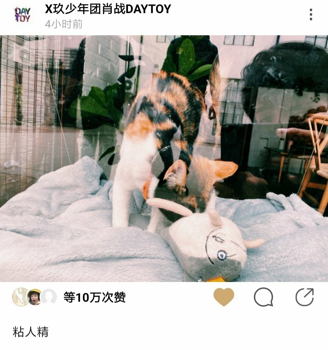 he spots a cat through a shop window and immediately takes a picture!