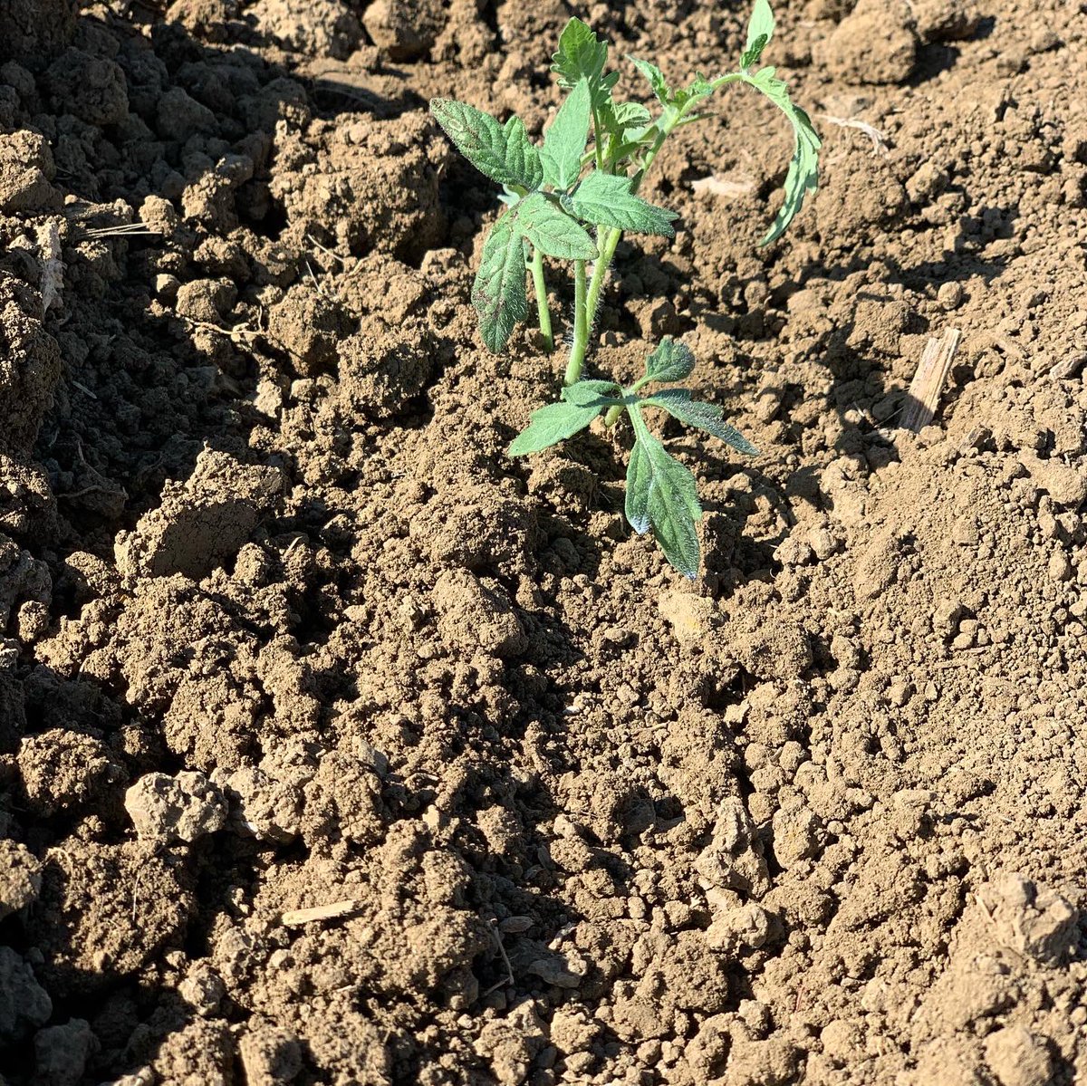 dsissomCCA's tweet photo. Fresh Market Tomato transplanted with 8-16-8 in Los Banos CA. https://t.co/2gwIvtNq00