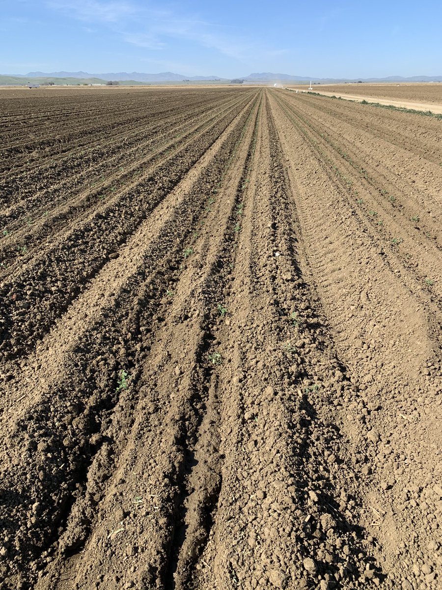 dsissomCCA's tweet photo. Fresh Market Tomato transplanted with 8-16-8 in Los Banos CA. https://t.co/2gwIvtNq00